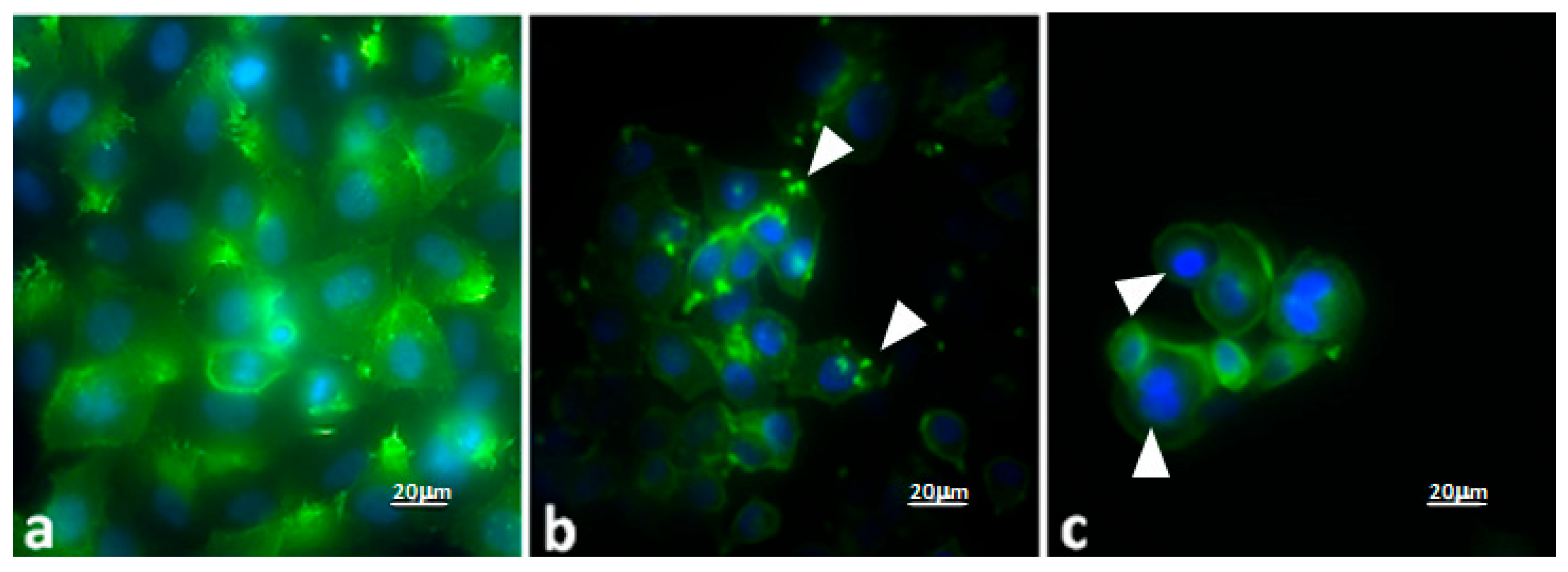 Molecules 30 04400 g005 Molecules 30 04400 g005