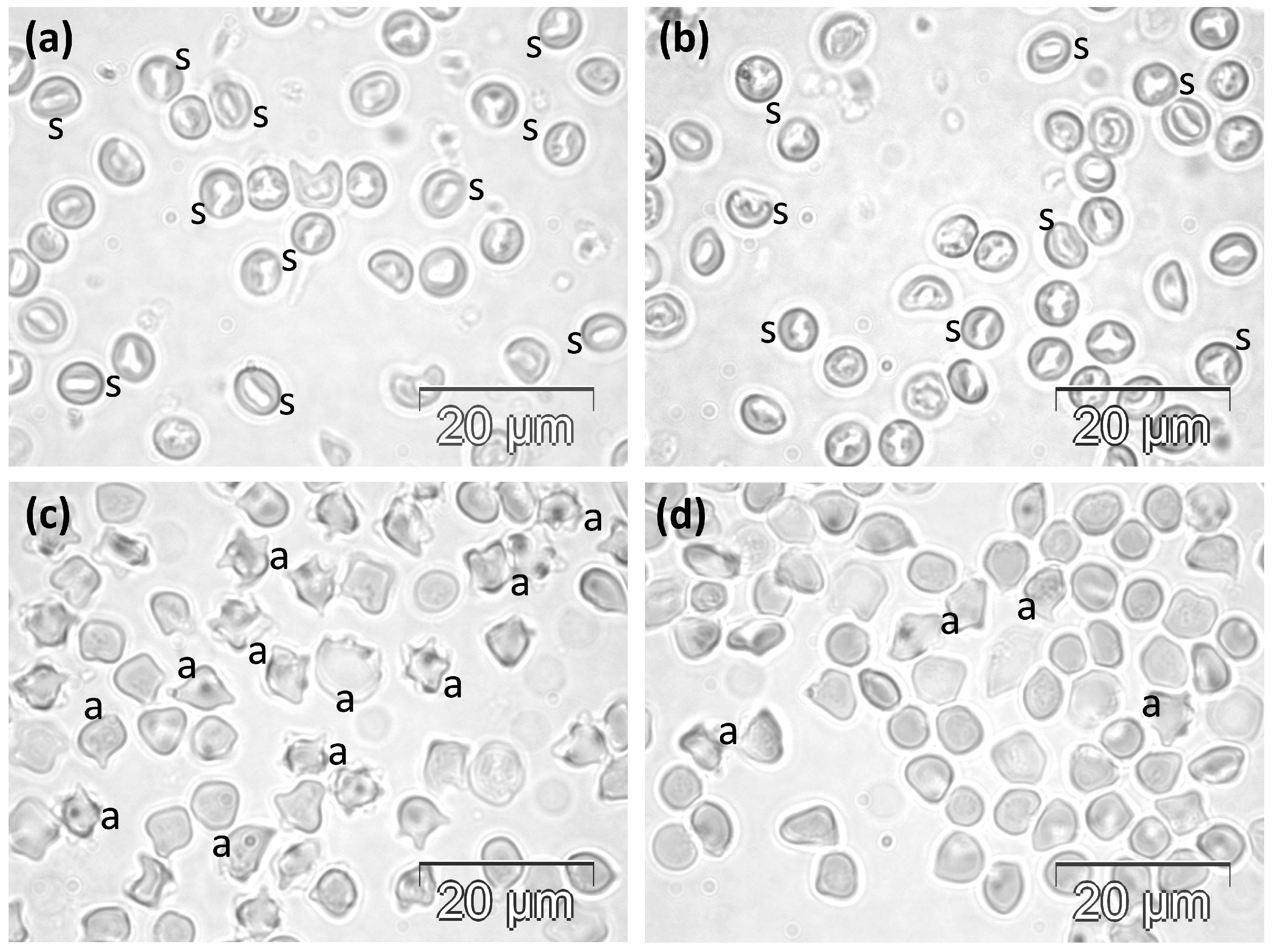 Molecules 30 04419 g002 Molecules 30 04419 g002
