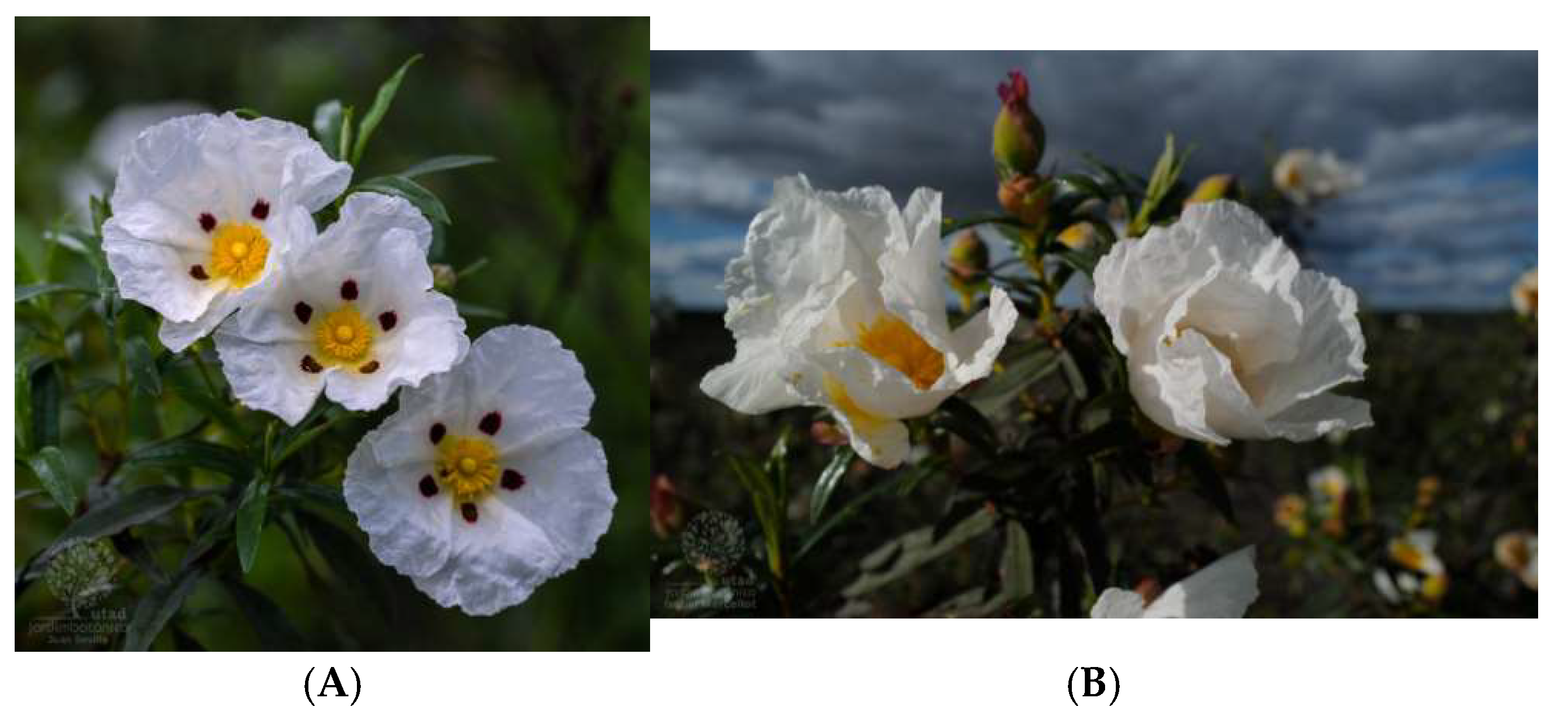 Molecules 30 04425 g001