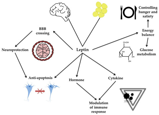 ラインマスター 65