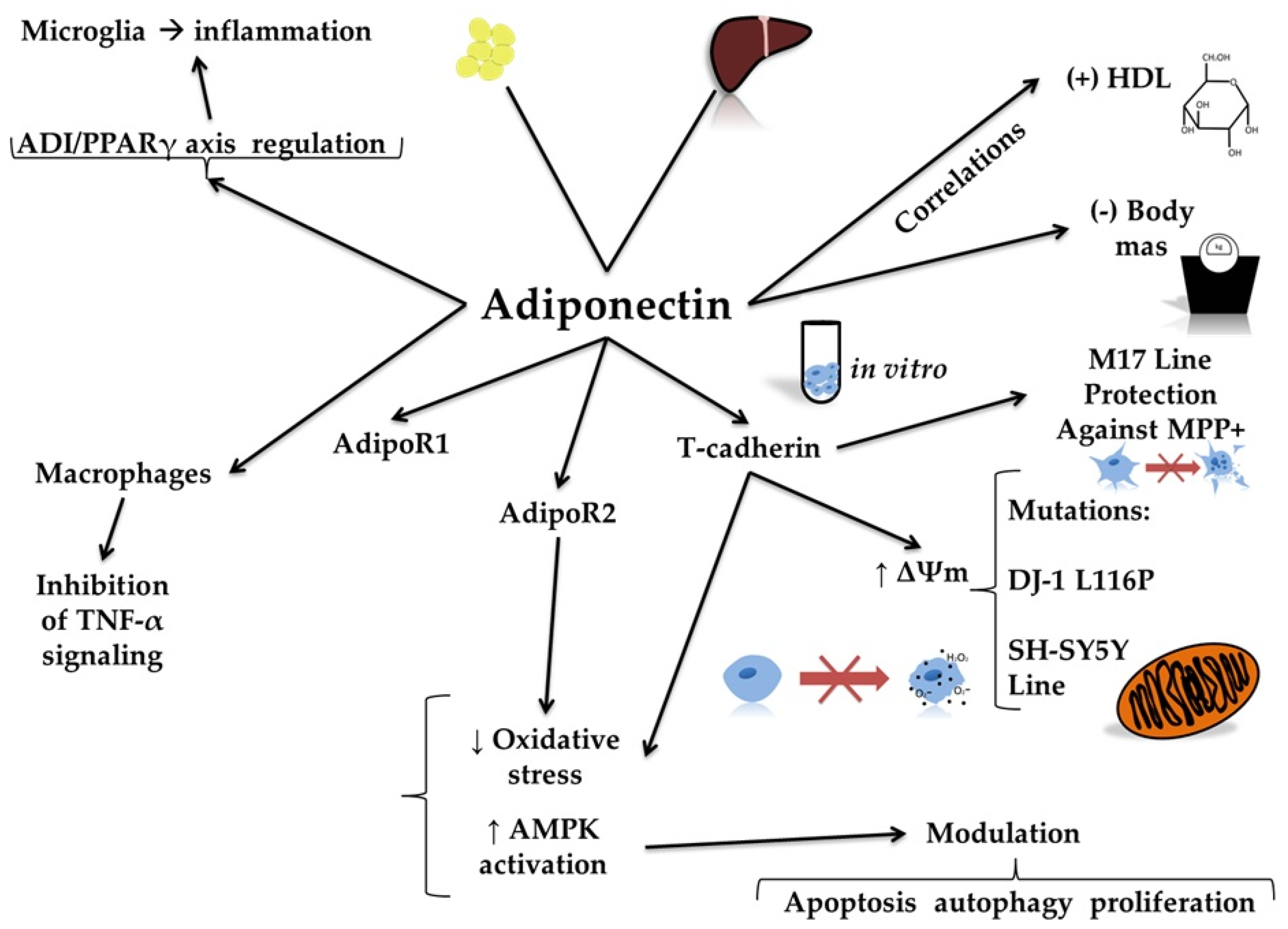 Molecules 30 04431 g004