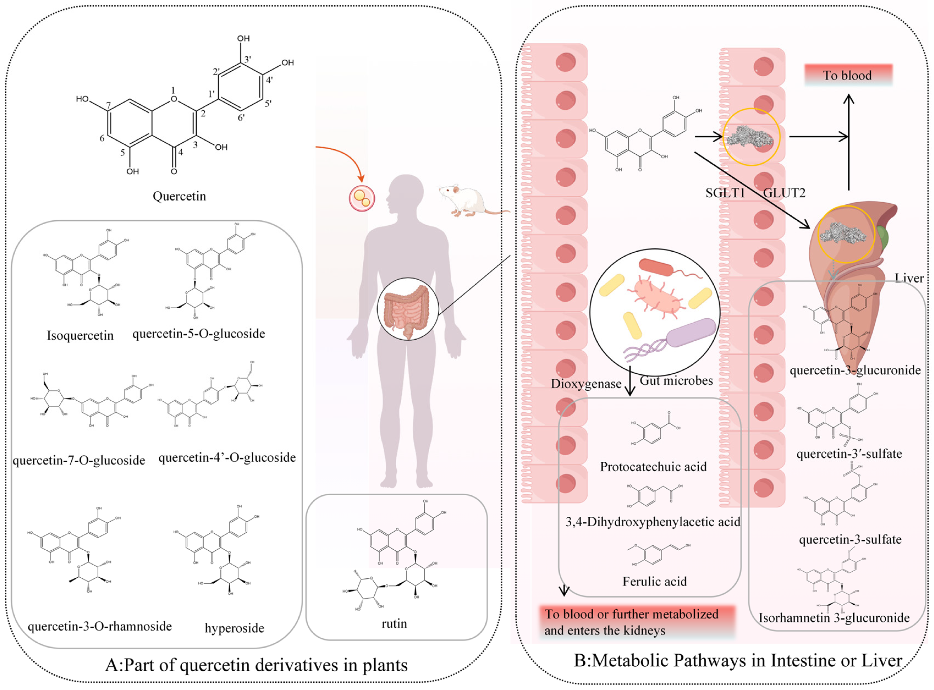 Molecules 30 04441 g001 Molecules 30 04441 g001