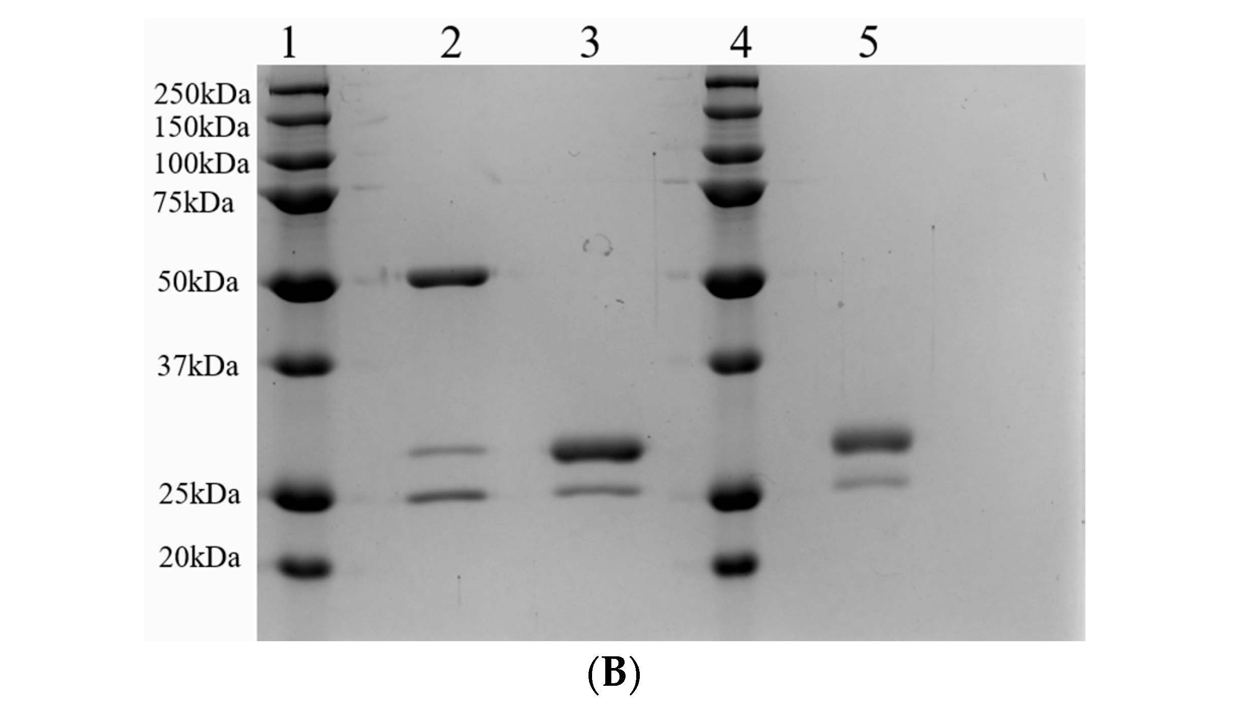 Molecules 30 04445 g001b