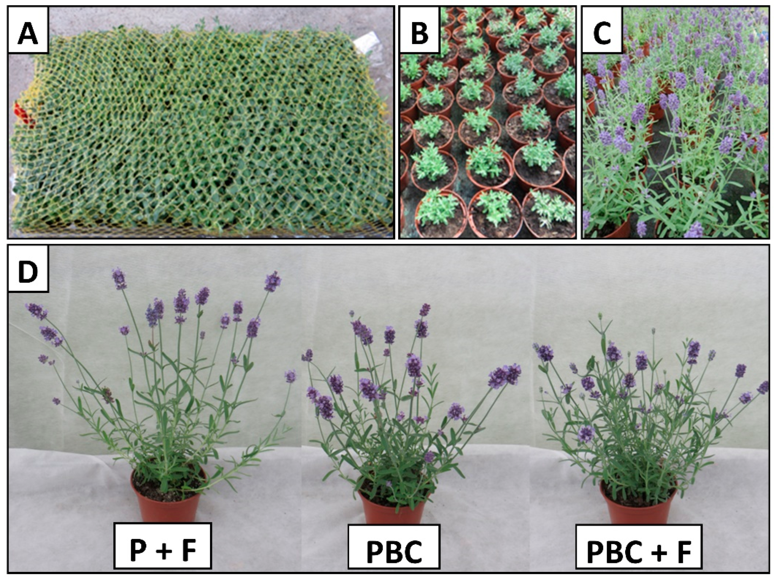 Molecules 30 04545 g001
