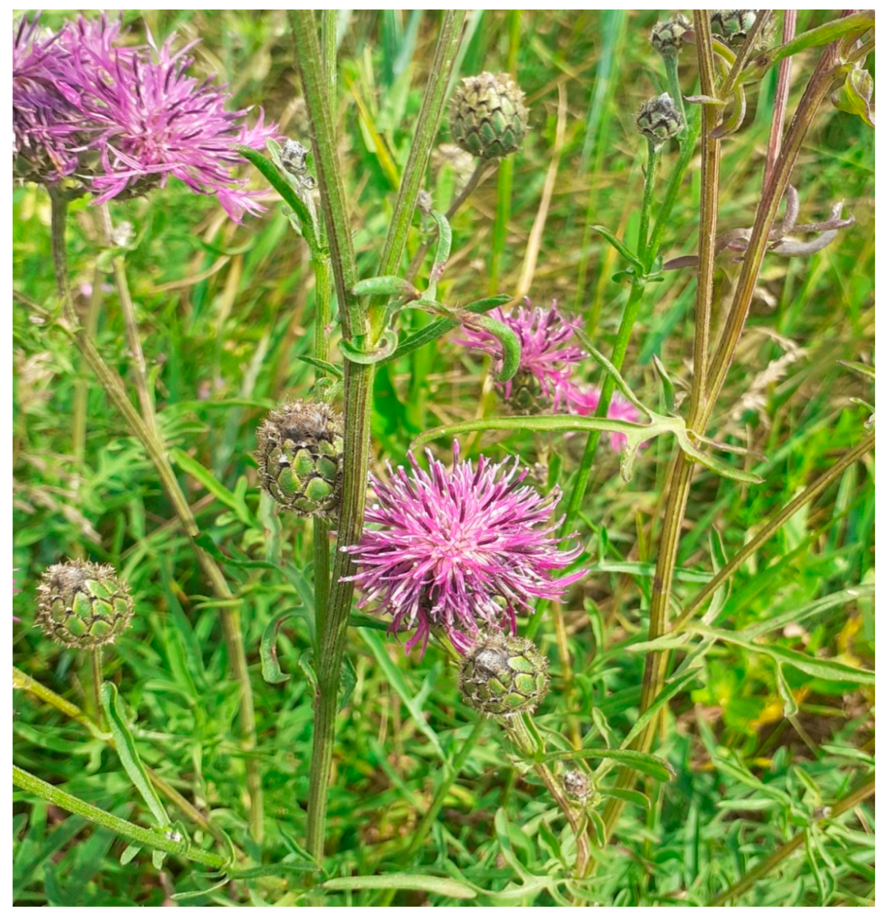 Molecules 30 04568 g001