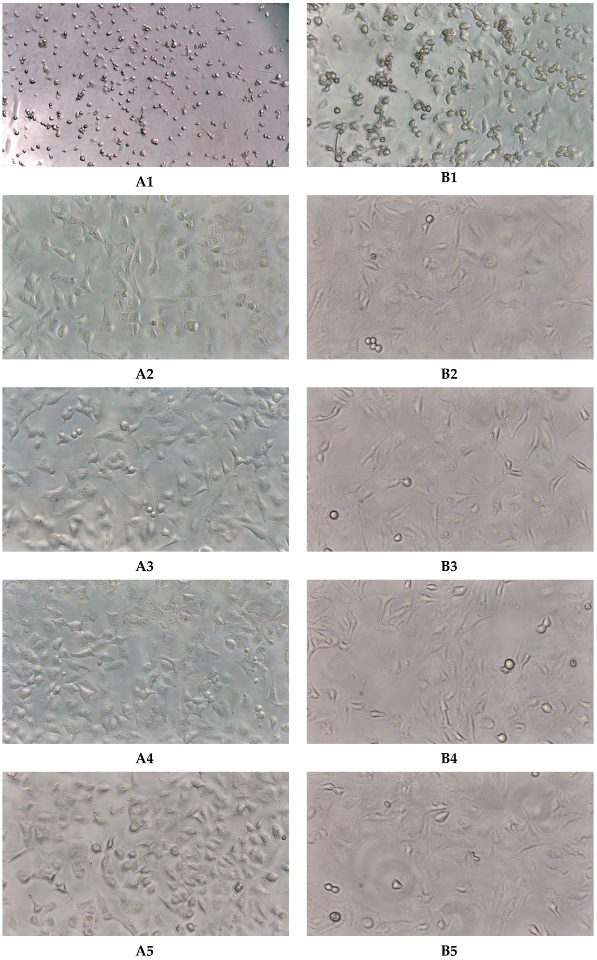 Molecules 30 04579 g002b