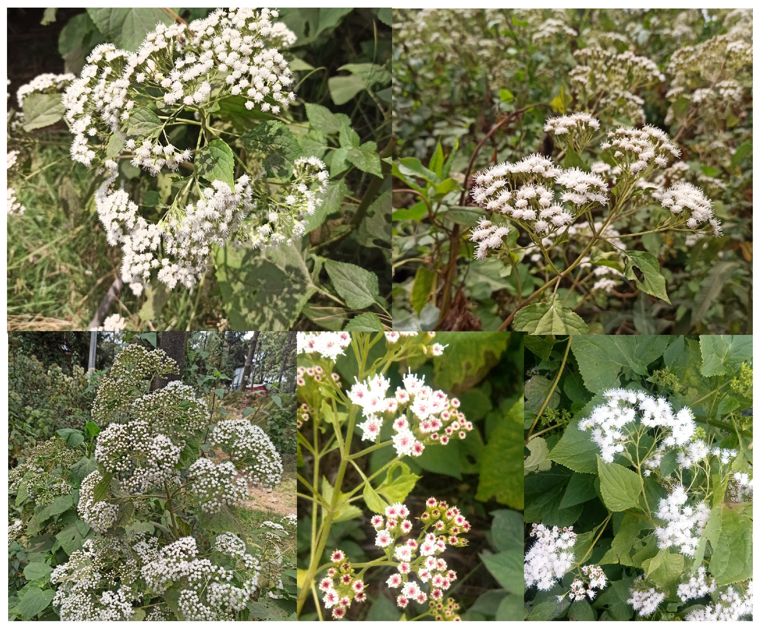 Molecules 30 04656 g001 Molecules 30 04656 g001