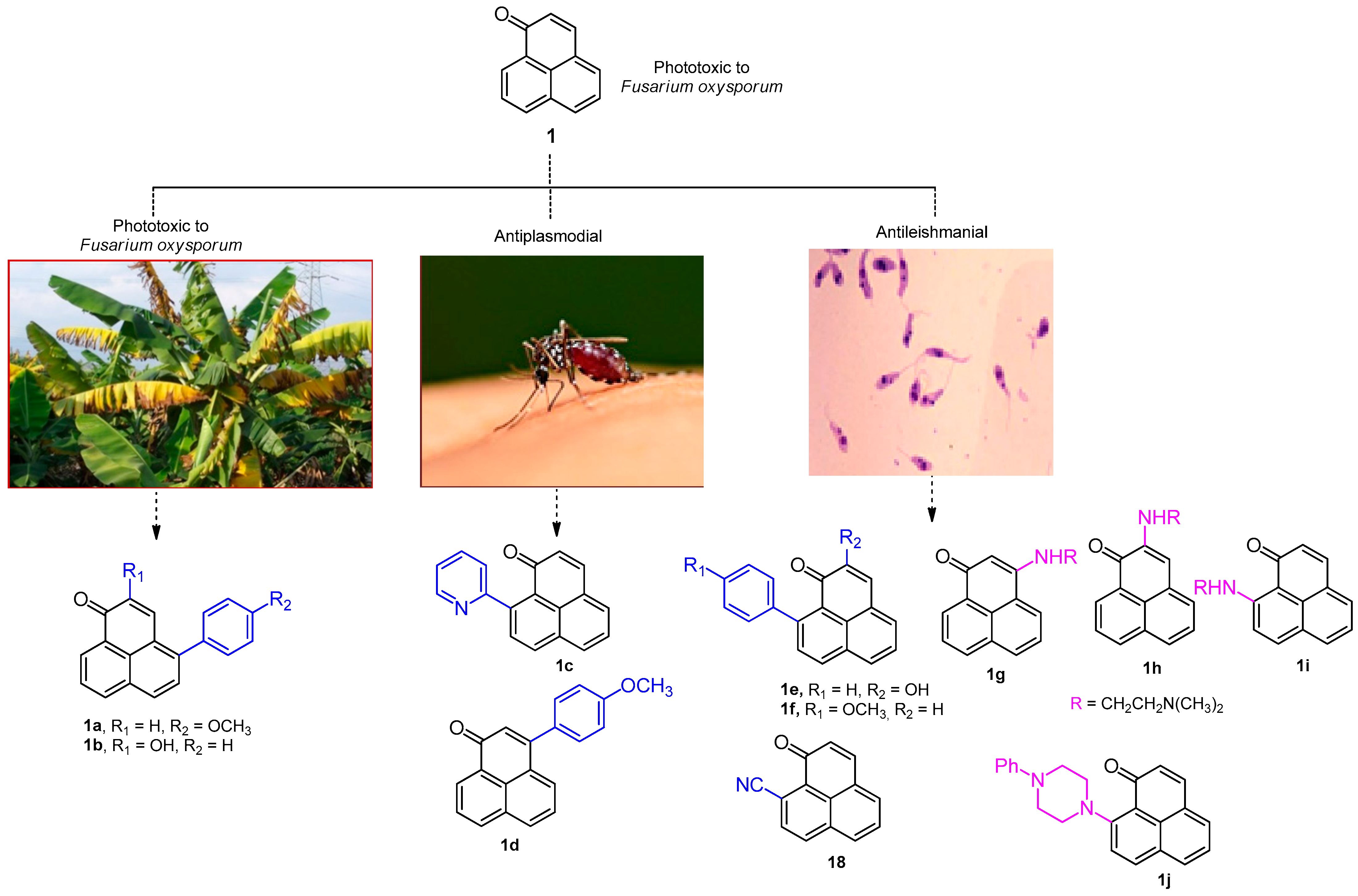 Molecules 30 04667 g001