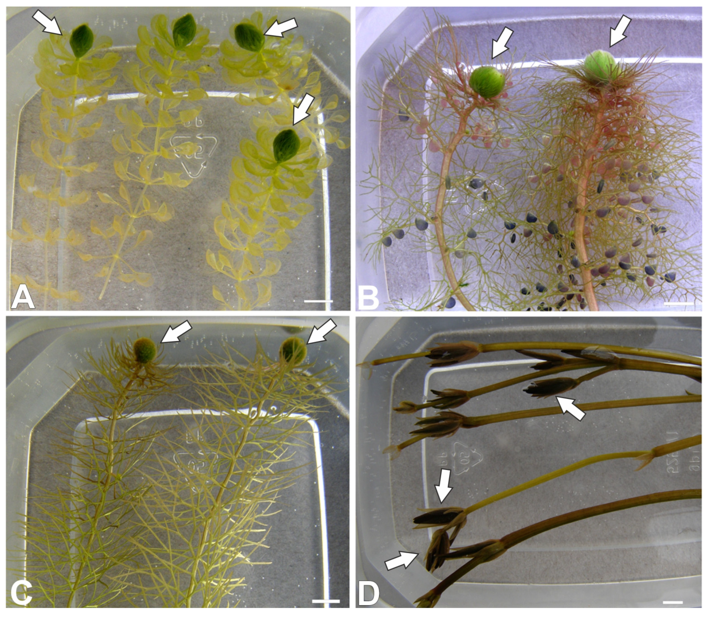 Molecules 30 04689 g001 Molecules 30 04689 g001