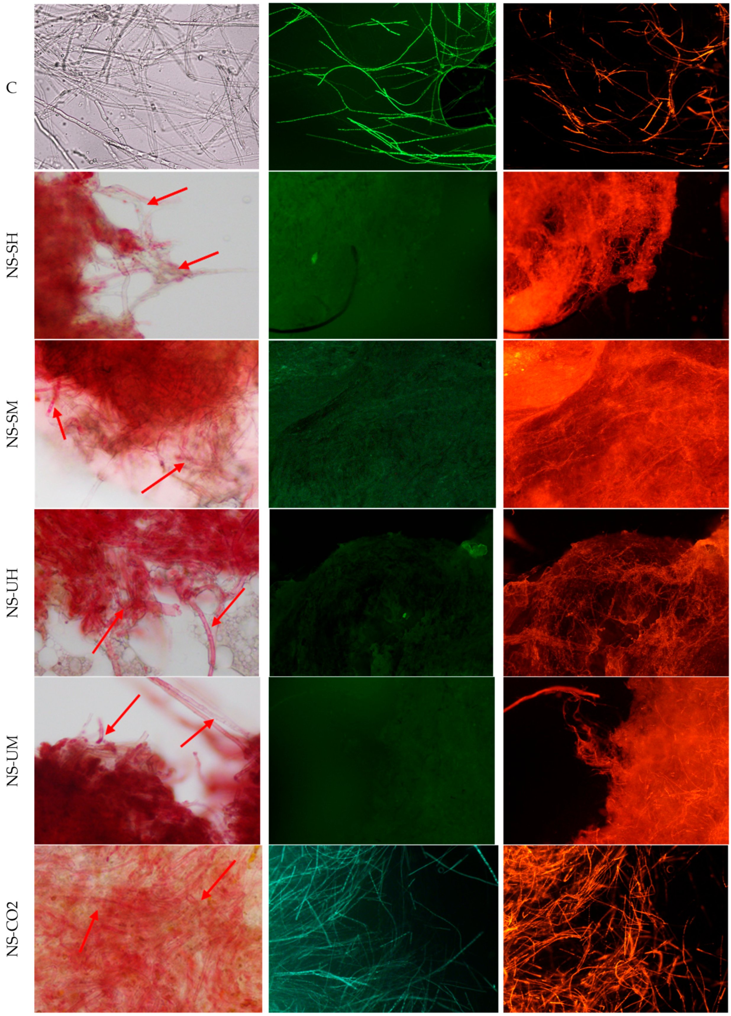 Molecules 30 04736 g004