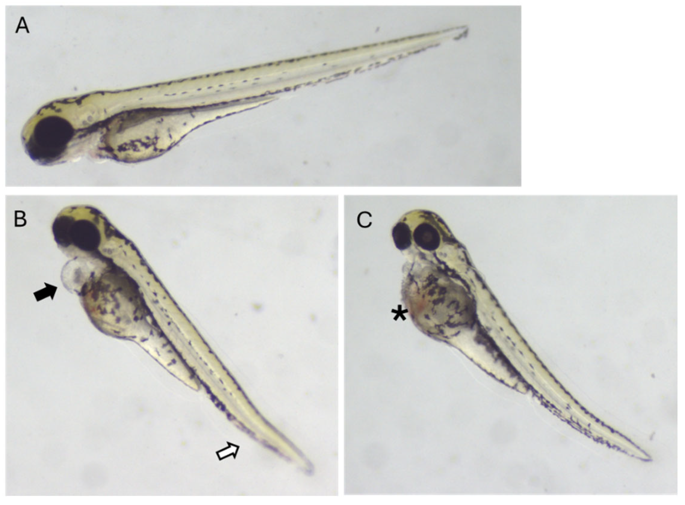 Molecules 30 04778 g006 Molecules 30 04778 g006