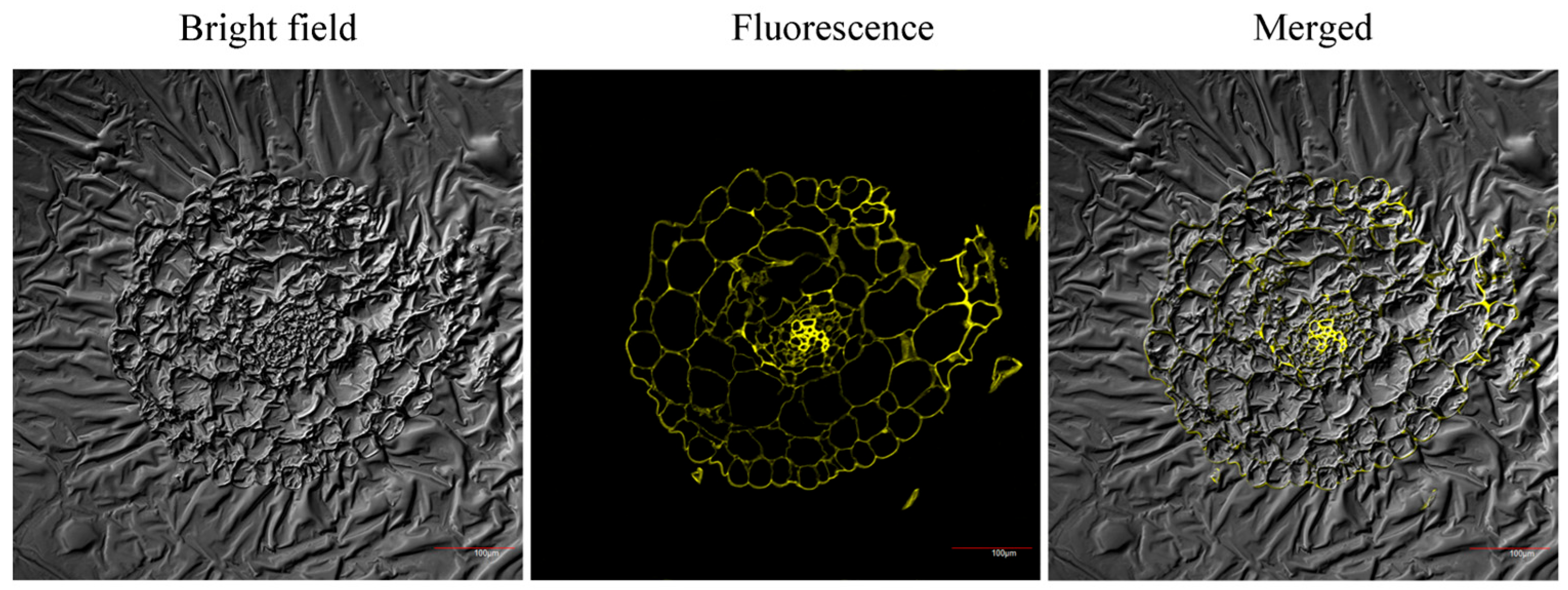 Molecules 30 04783 g010 Molecules 30 04783 g010