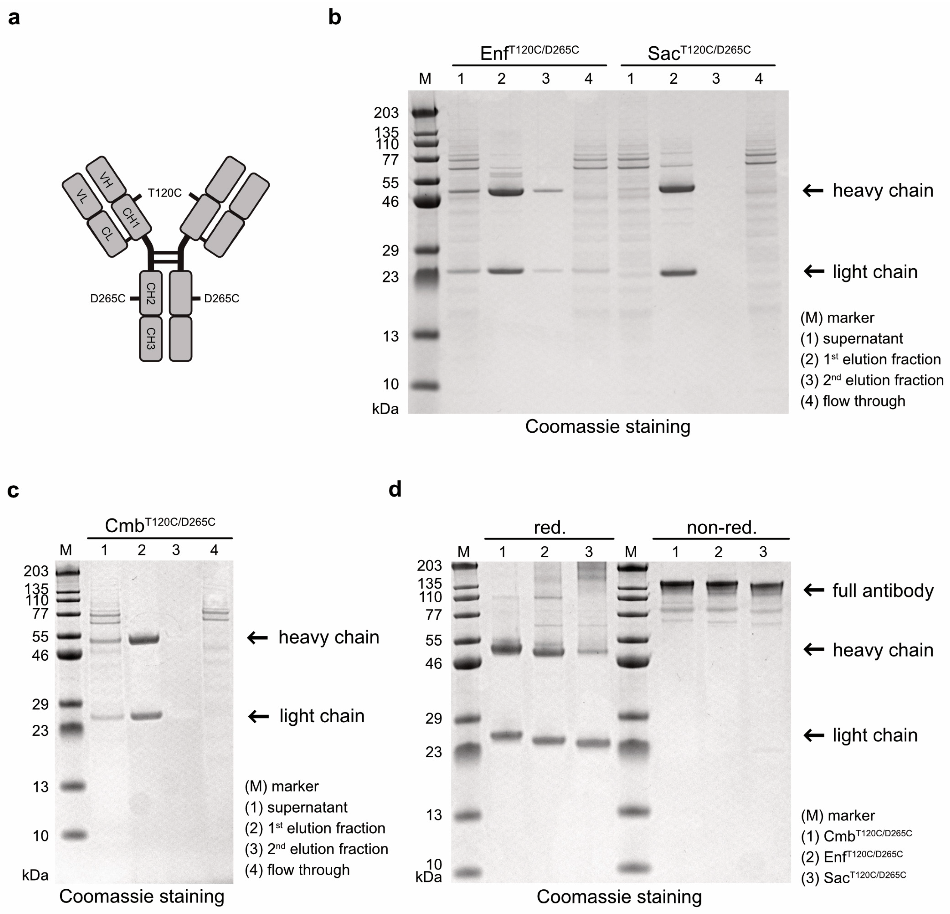 Molecules 30 04802 g001
