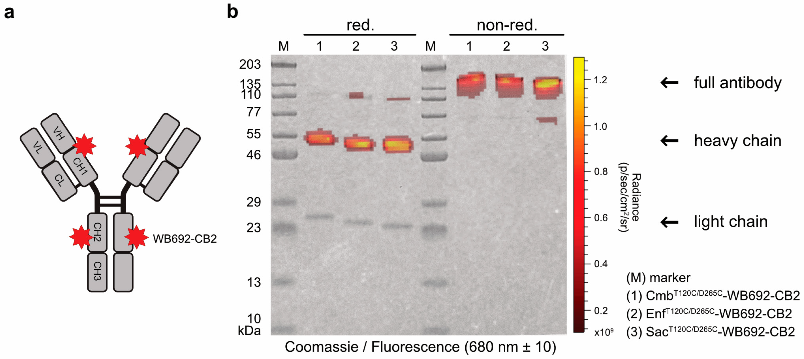 Molecules 30 04802 g002