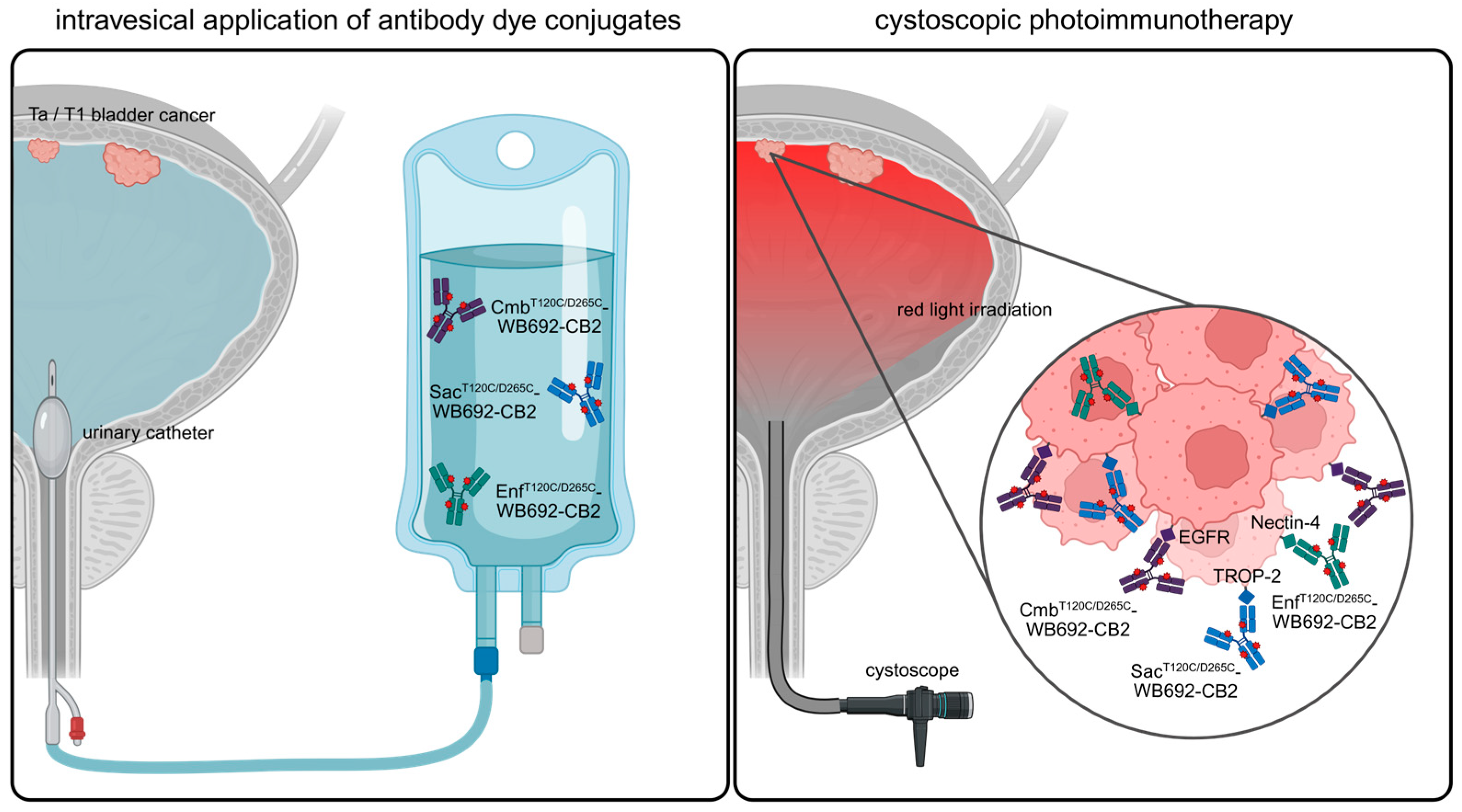 Molecules 30 04802 g006