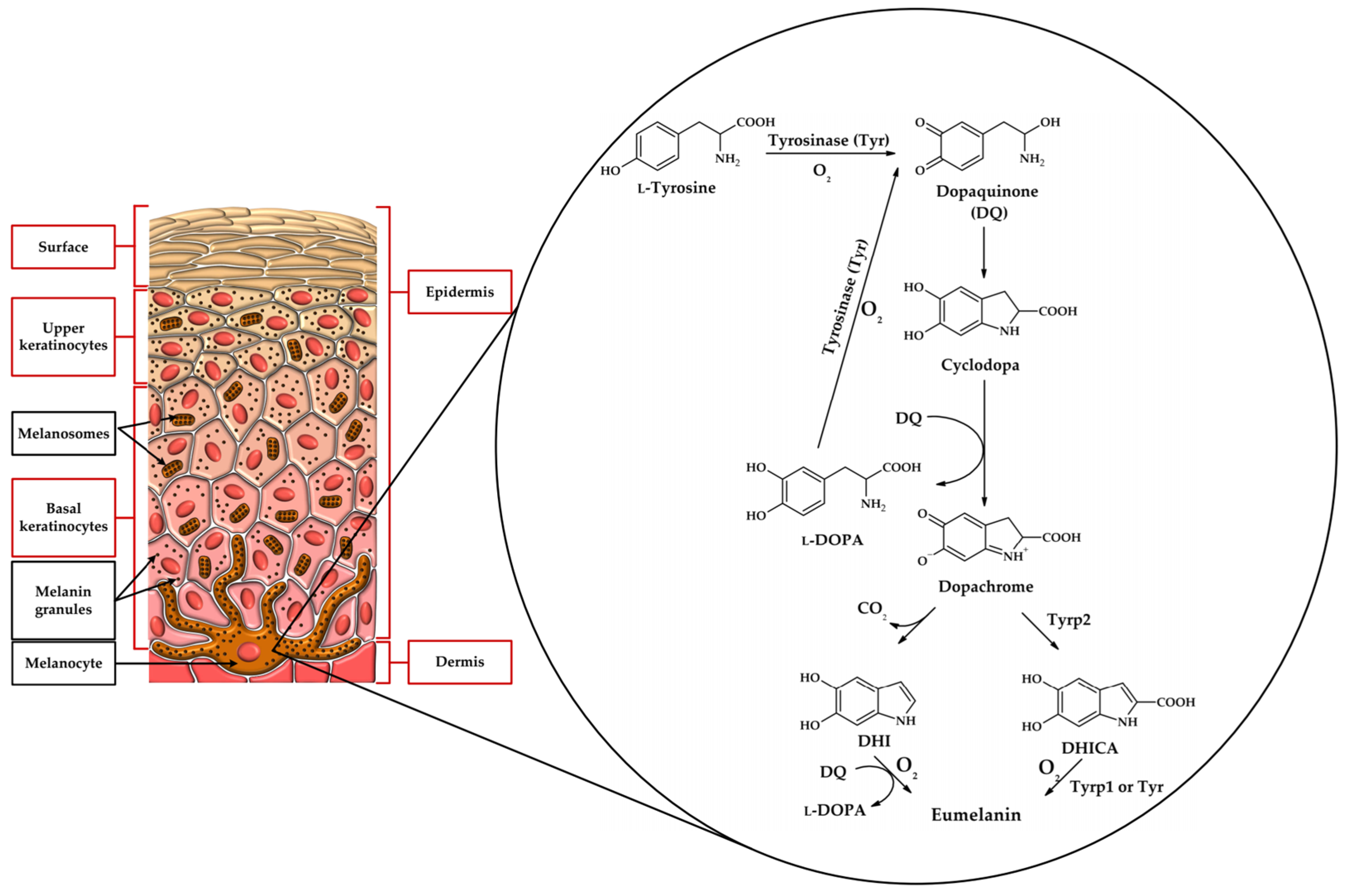 Molecules 31 00020 g002