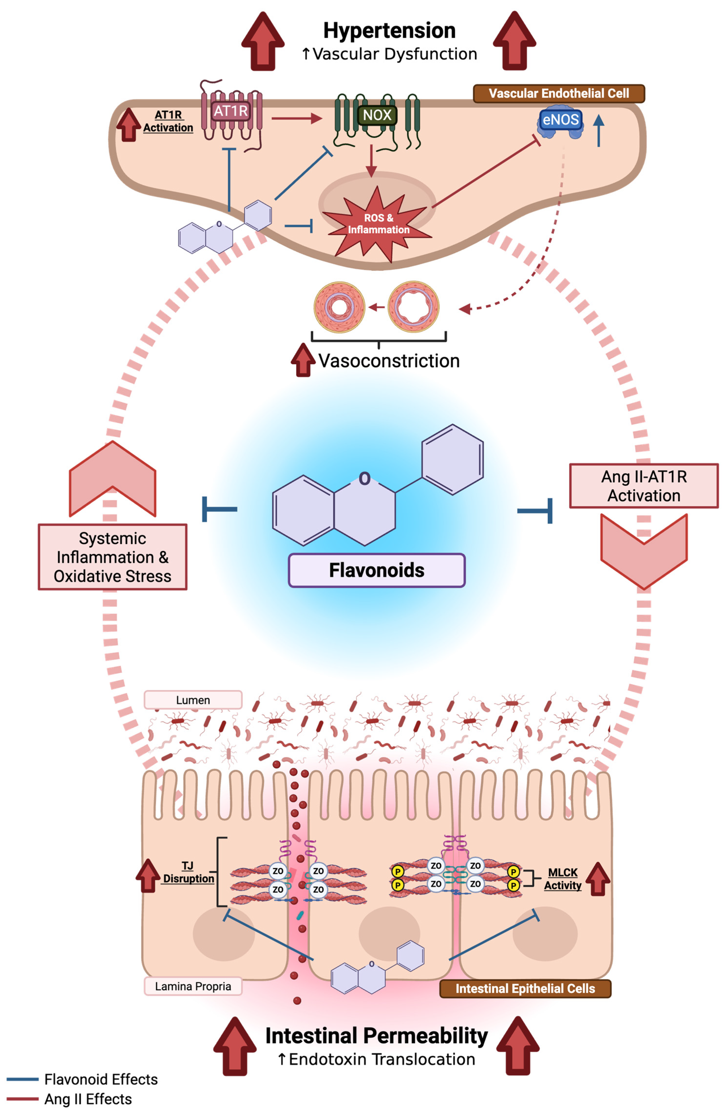 Dietary Flavonoids as Cross-System Modulators of Hypertension and
