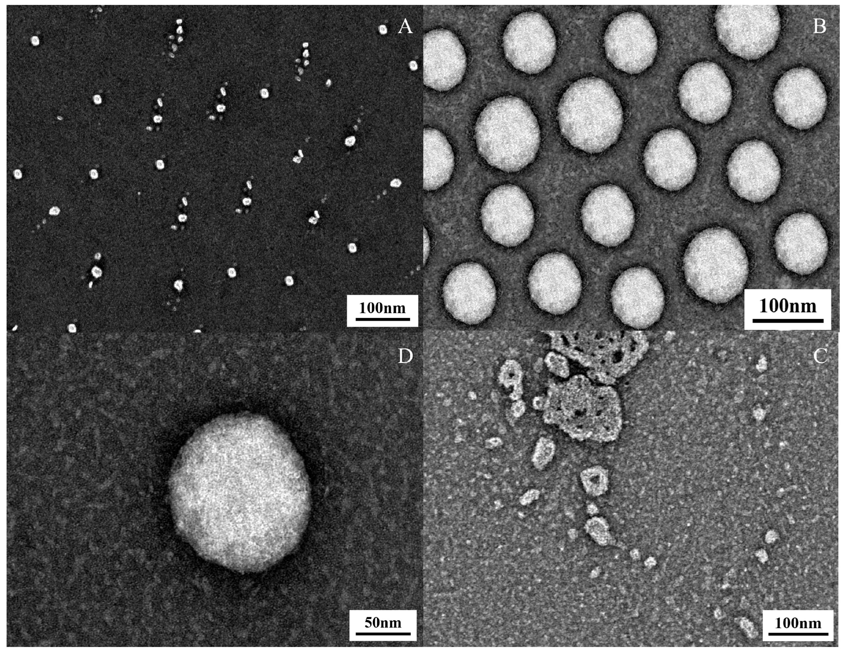 Molecules 31 00122 g004