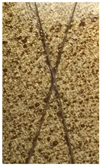 Molecules 31 00137 i004