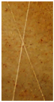 Molecules 31 00137 i008