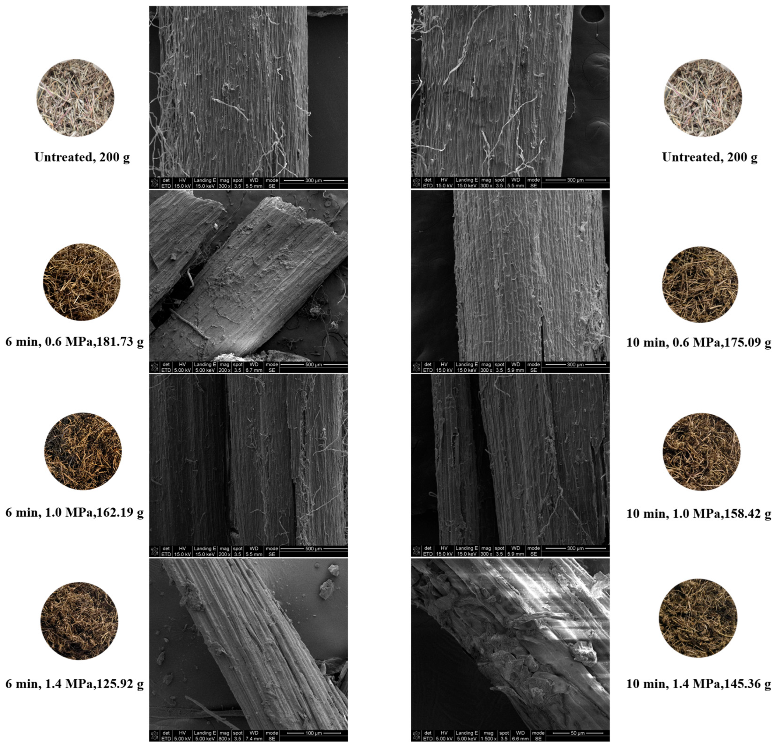 Steam Explosion as a Green Pretreatment Strategy to Enhance Total