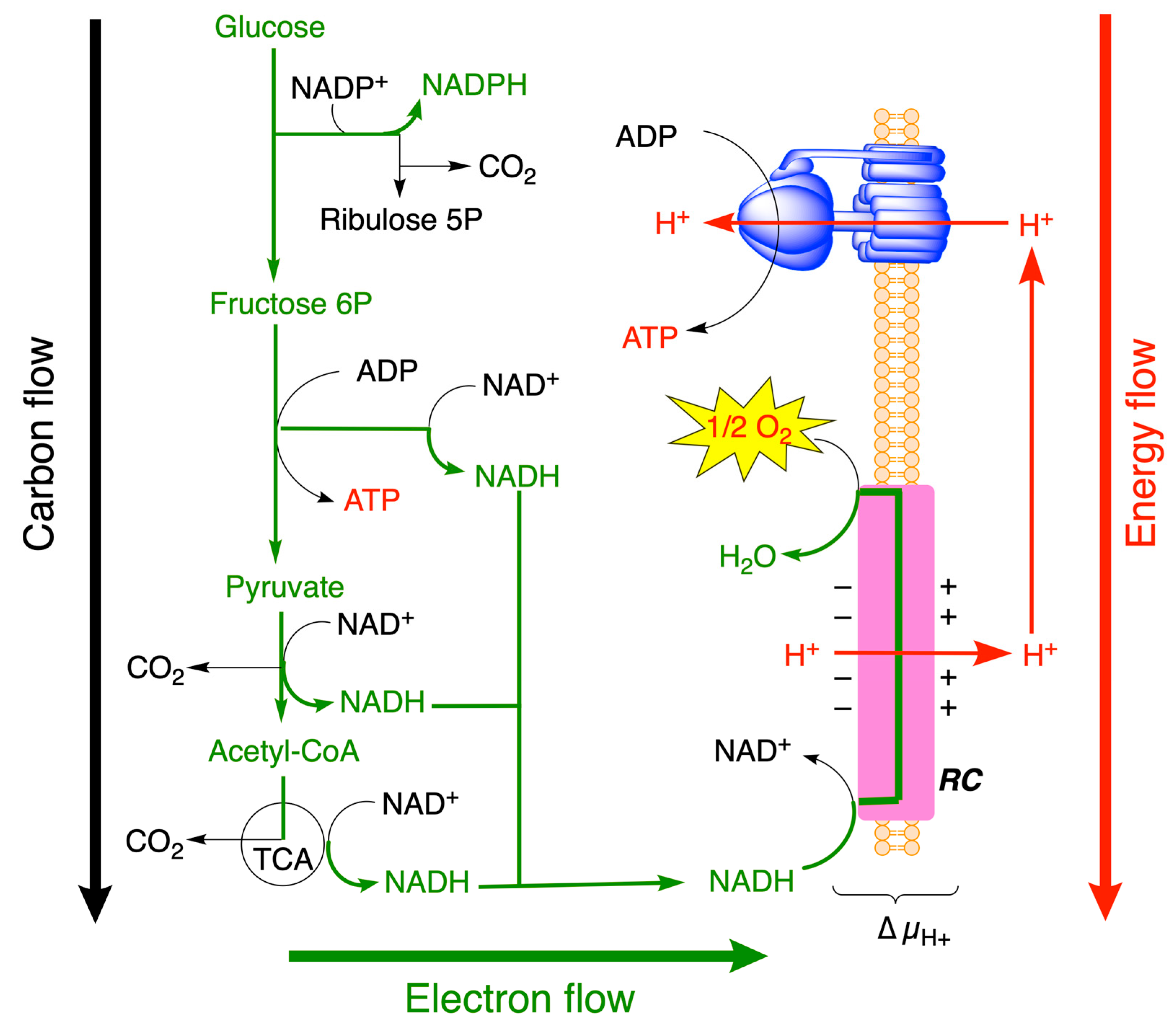 Molecules 31 00242 g002