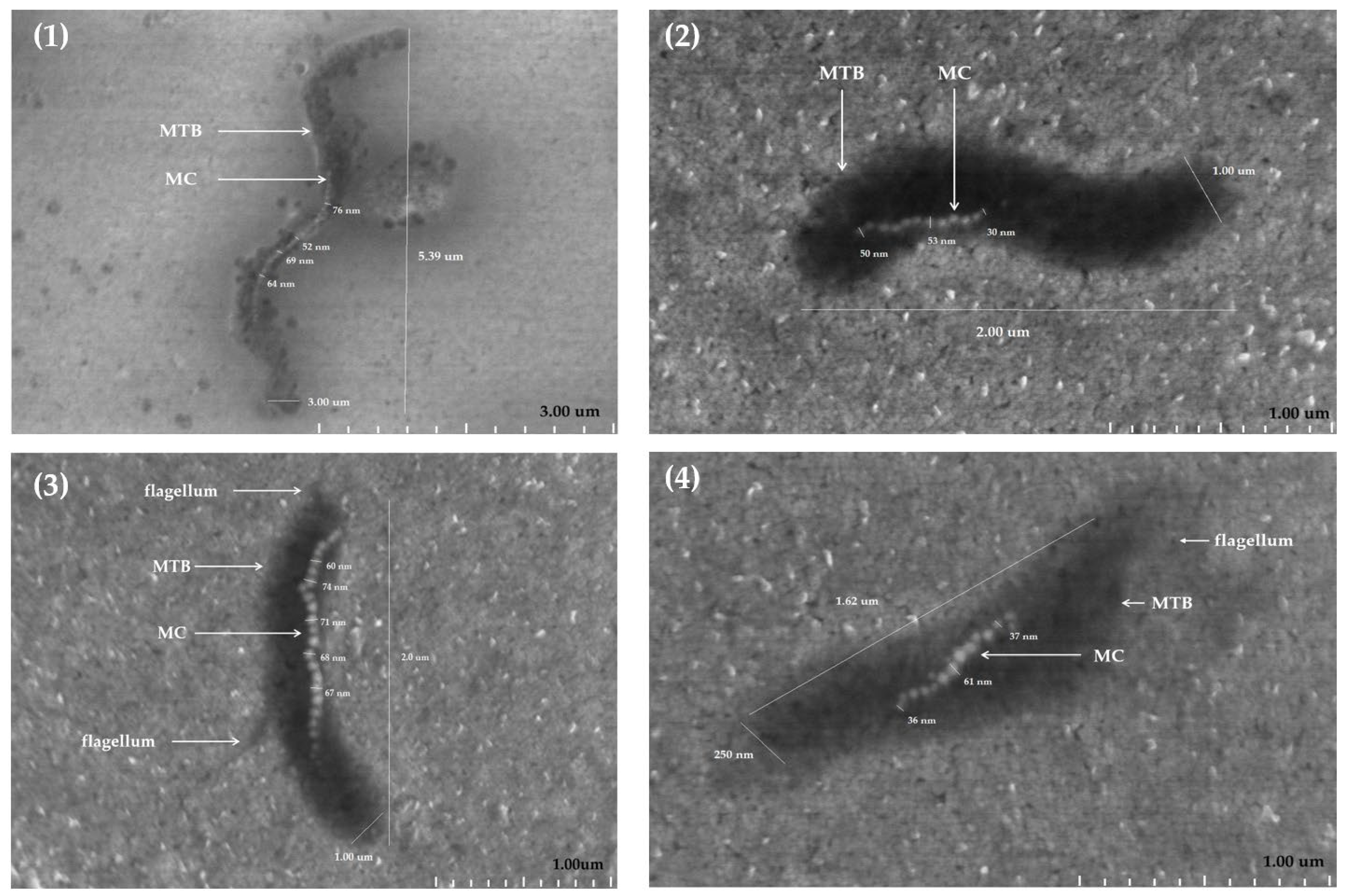 Molecules 31 00253 g002 Molecules 31 00253 g002