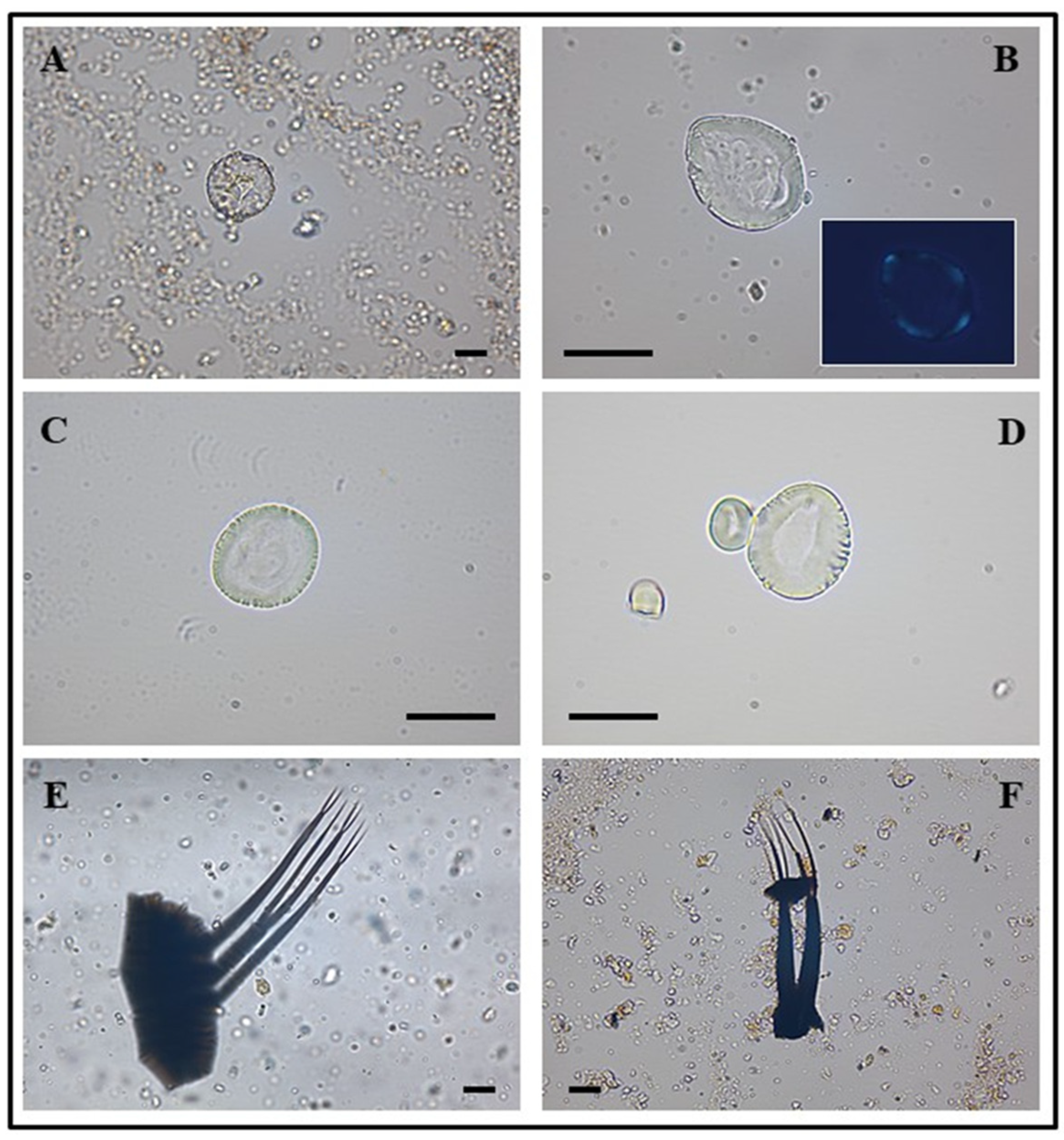 Molecules 31 00274 g006