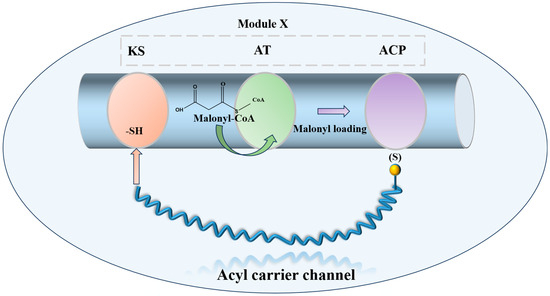Research and Application of the Polyene Macrolide Antibiotic Nystatin