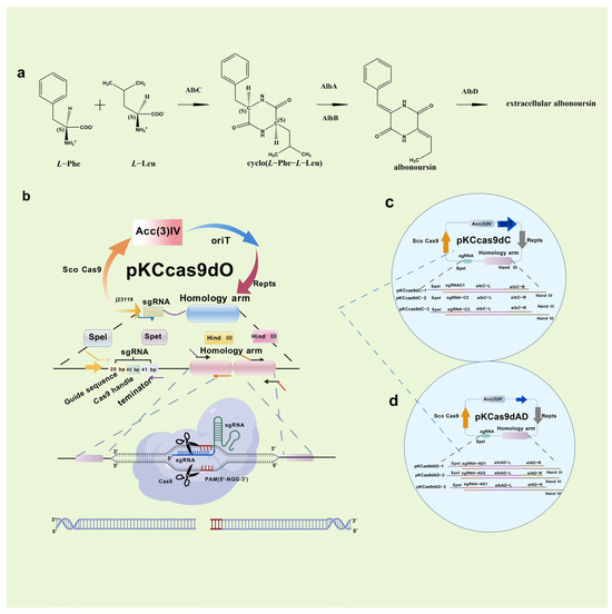 Research and Application of the Polyene Macrolide Antibiotic Nystatin