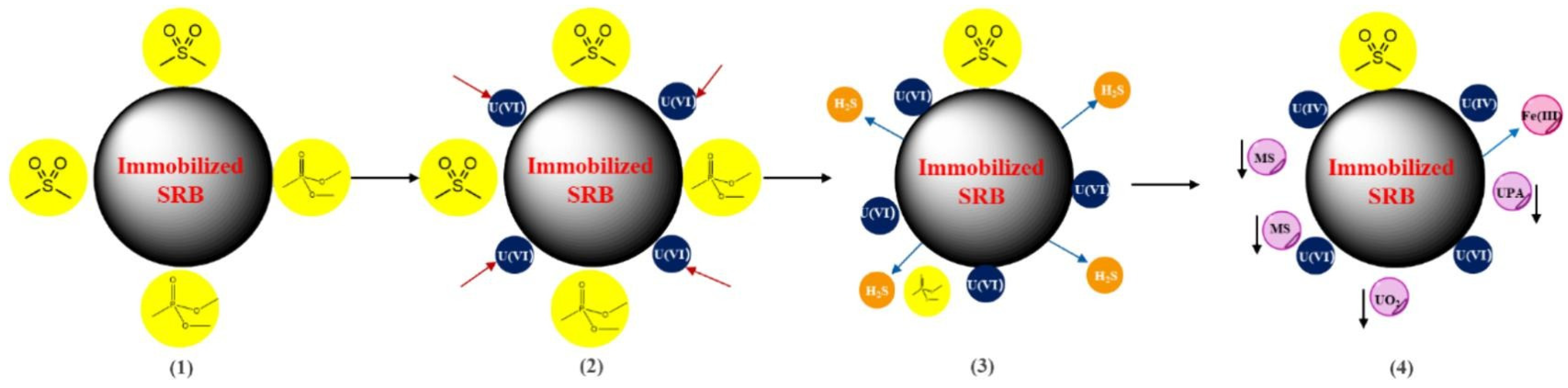 Molecules 31 00484 g006