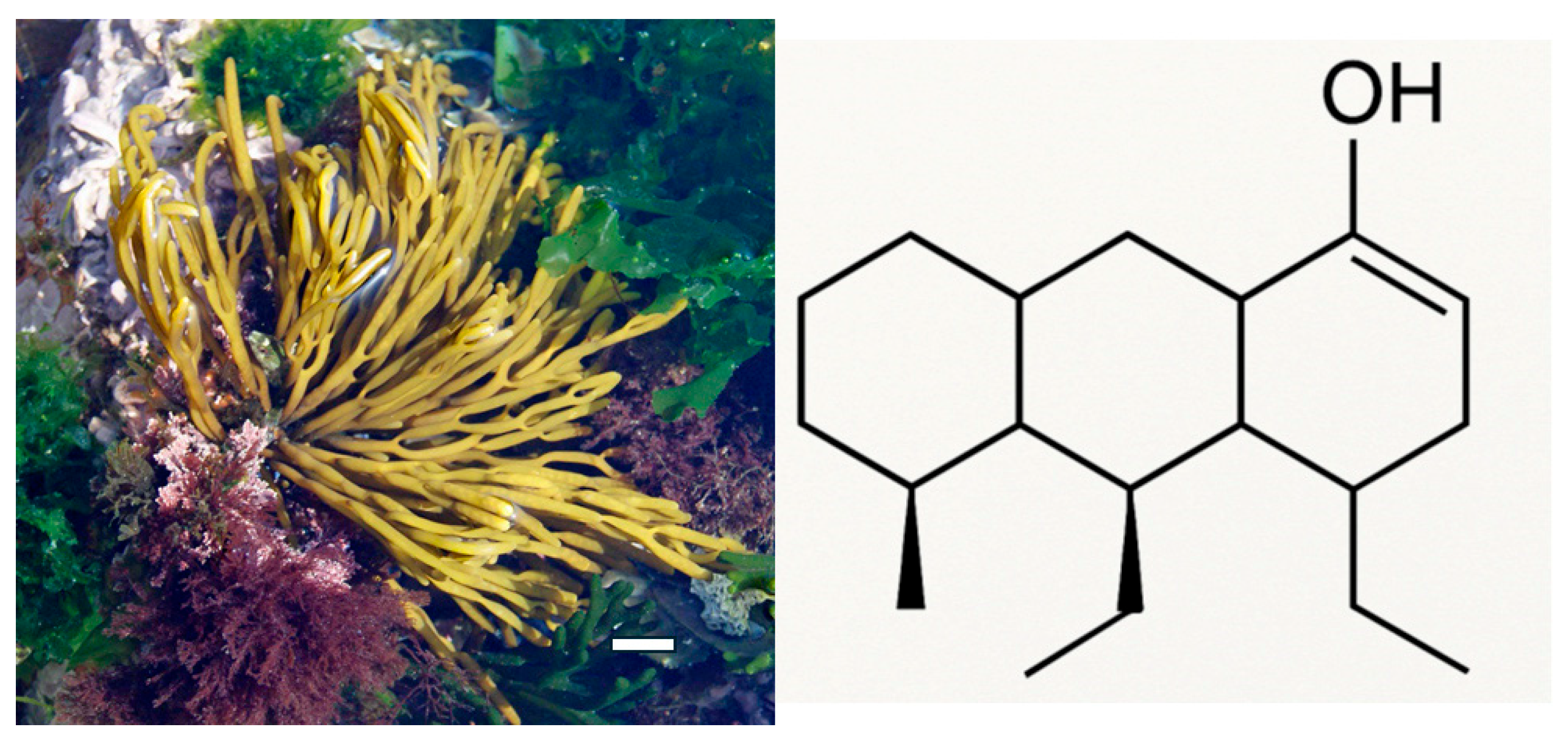 Molecules 31 00615 g004