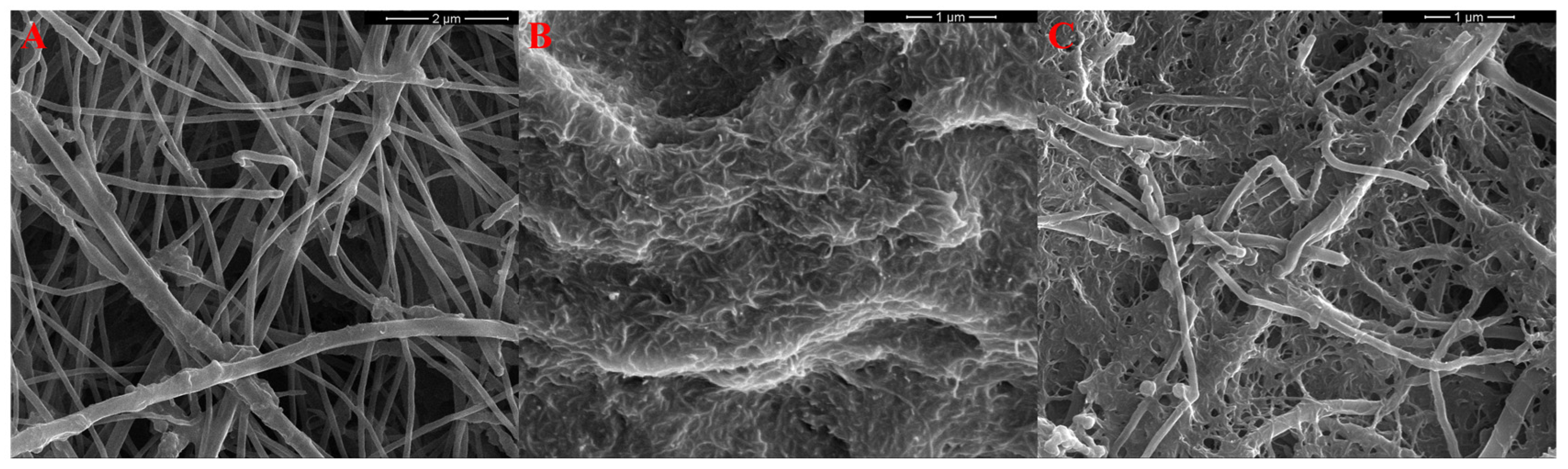 Molecules 31 00759 g008 Molecules 31 00759 g008