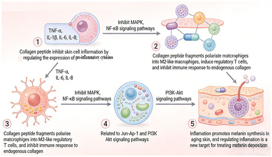 New Insights into the Anti-Aging Mechanism of Collagen PeptidesEmphasis on  Lysosomes and Mitochondria Function