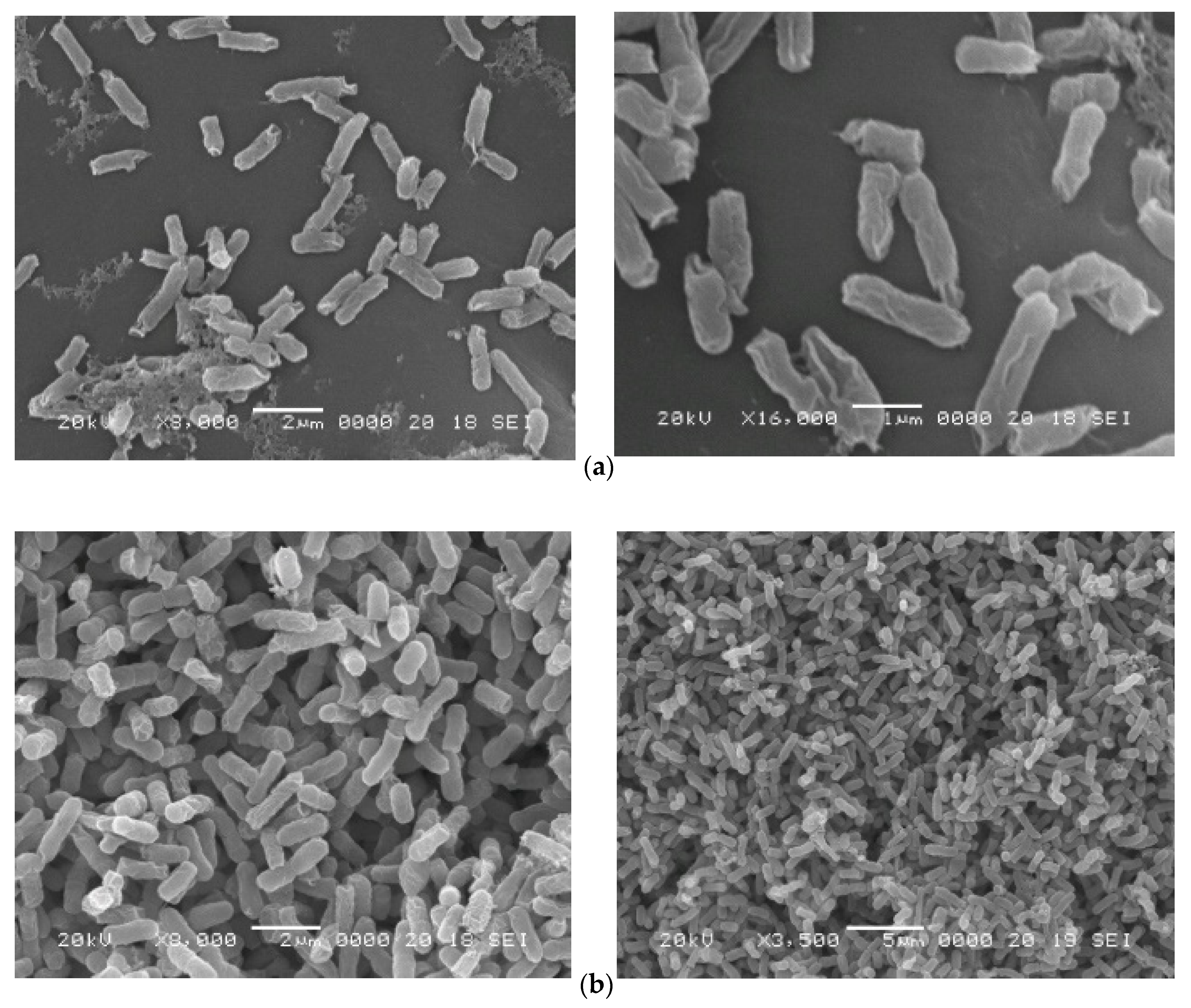 Molecules 31 00844 g005 Molecules 31 00844 g005