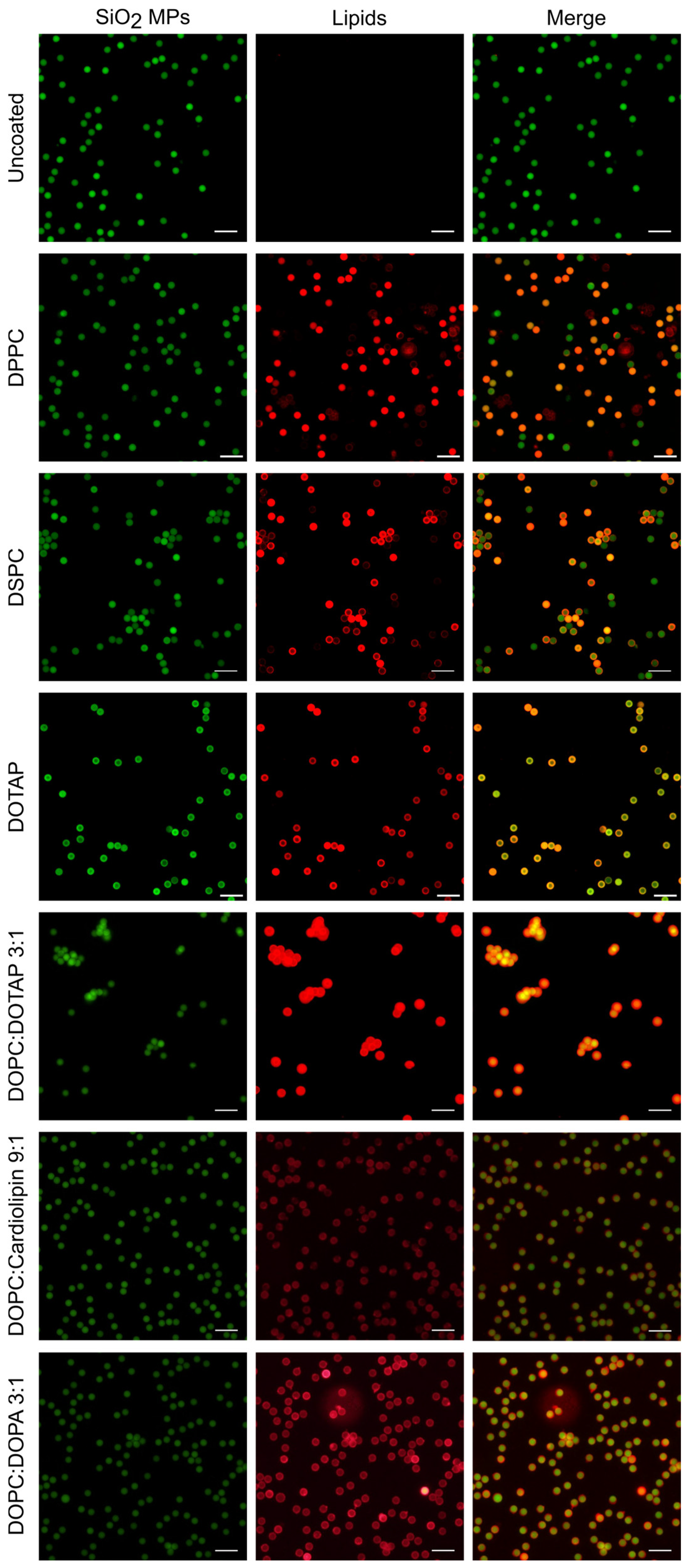 Molecules 31 00966 g0a1 Molecules 31 00966 g0a1