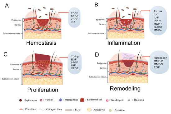 治癒の病理 = Pathology of Wound Healing : 臨床… 治癒の病理 = Pathology of Wound Healing : 臨床… 【公式通販】