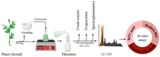Solvent-Based Extraction Recovers Phytochemicals from Medicinal Plants ...
