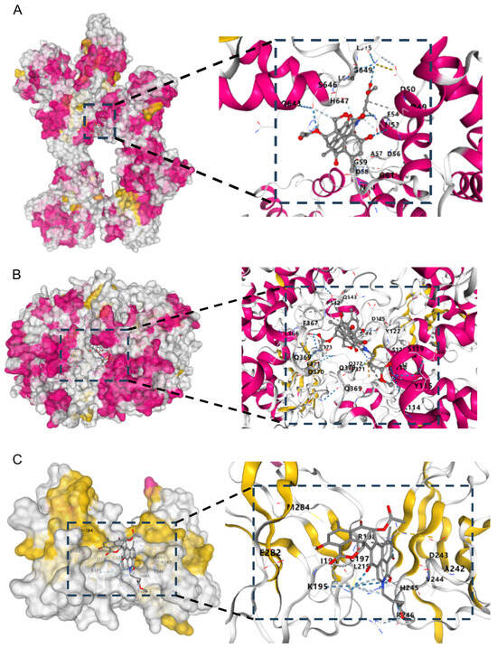 New Oligophenalenone Dimers from Talaromyces stipitatus with