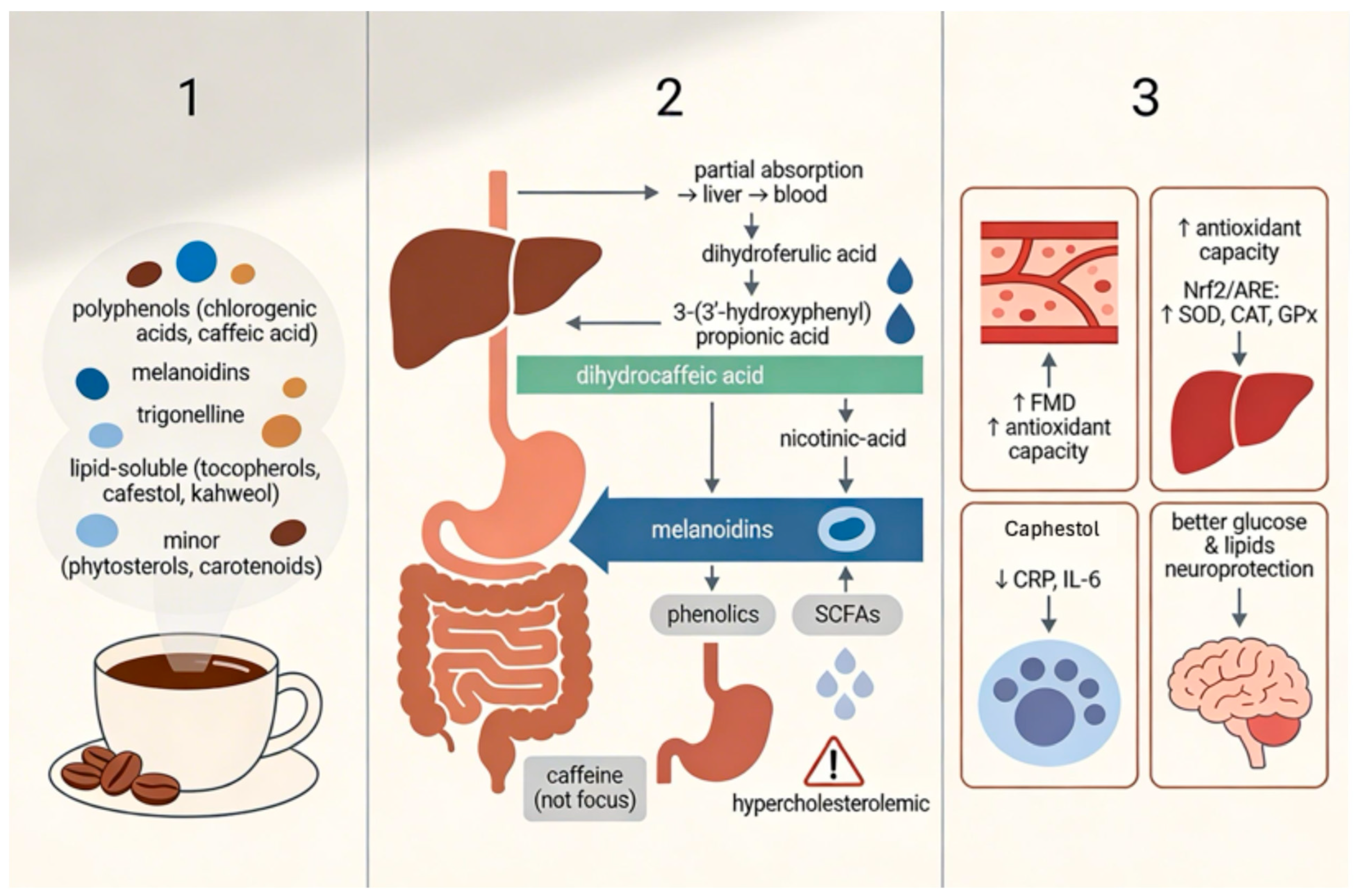 does coffee affect glutathione absorption Caffeine: A Multifunctional Efficacious Molecule with Diverse Health Implications and Emerging Delivery Systems Coffee consumption caution required :