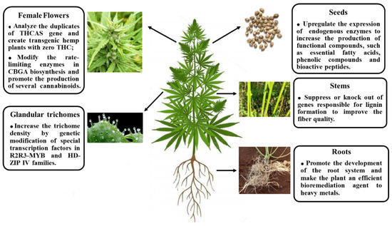 Industrial and Therapeutic Applications of Hemp: A Review