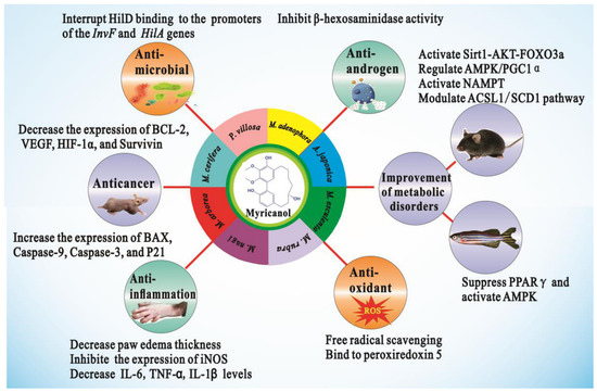 l carnitine and herpes Pharmacological Effects and Mechanisms of Action of Myricanol