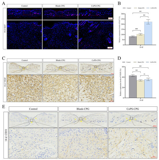 Structure and Wound-Healing Activity of a Branched Levan-Type