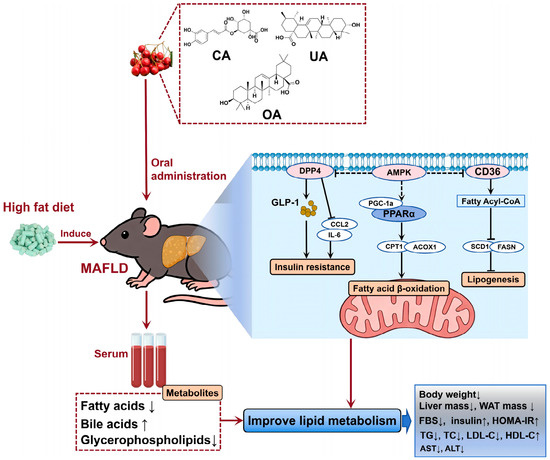 Exploring Active Ingredients and Mechanisms of Crataegi fructus