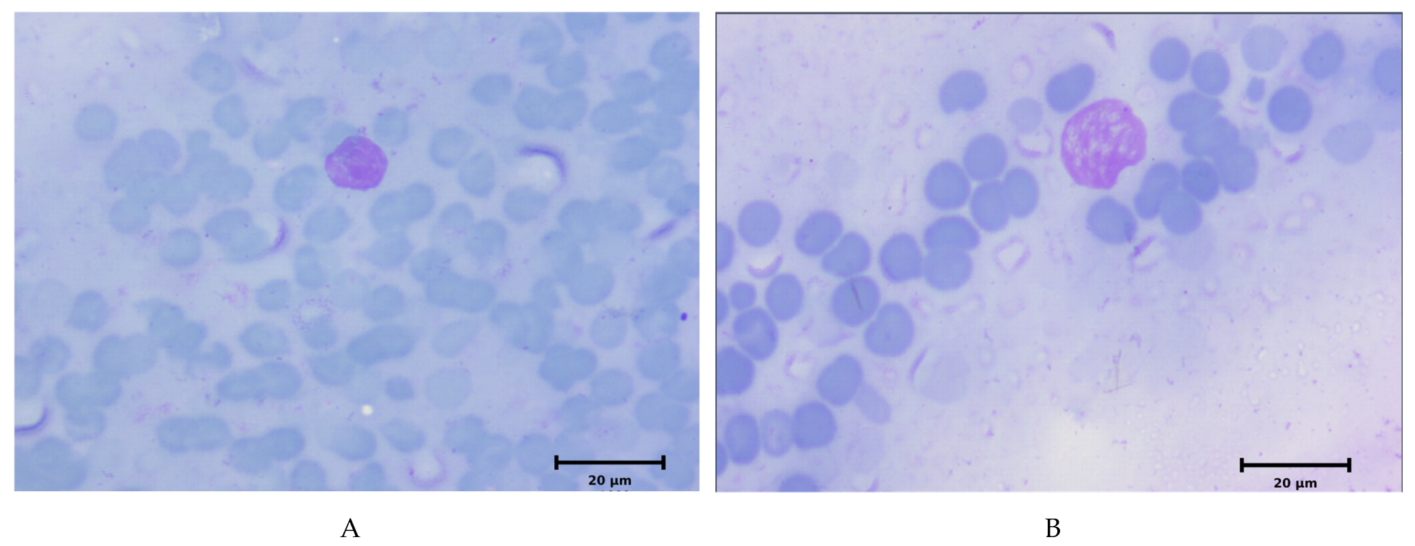 Molecules 31 02159 g003