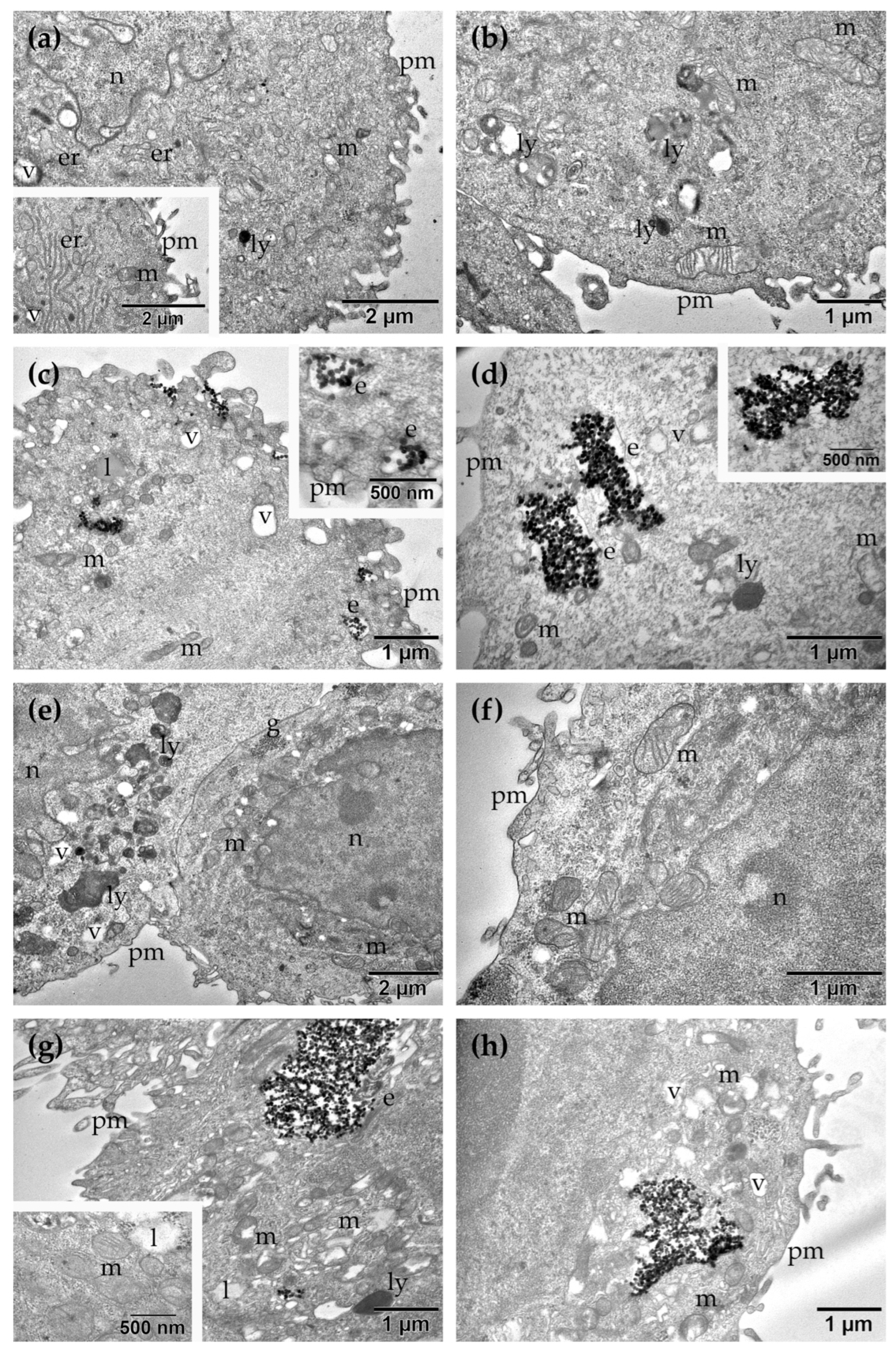 Molecules 31 02171 g006 Molecules 31 02171 g006