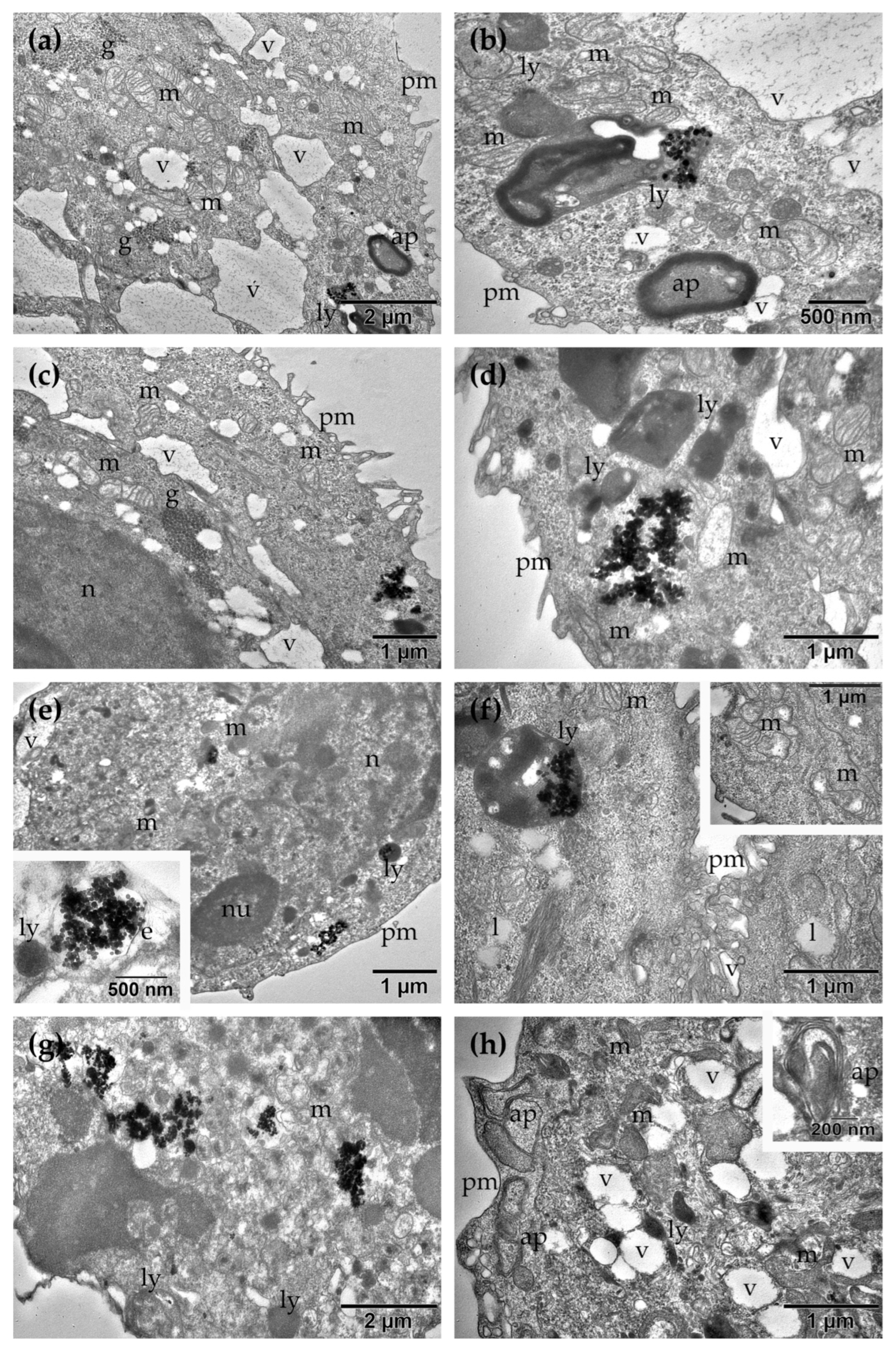 Molecules 31 02171 g009 Molecules 31 02171 g009