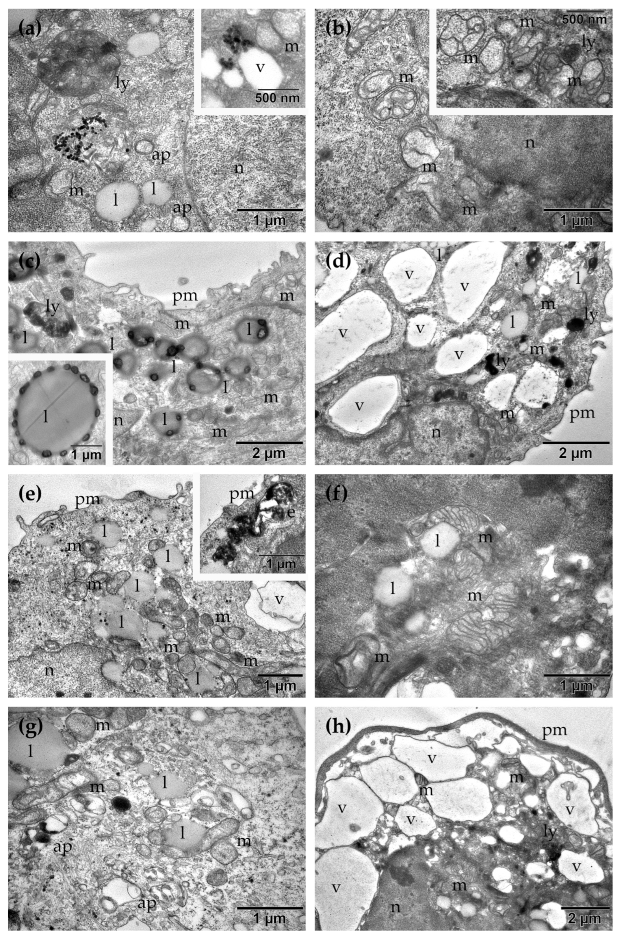 Molecules 31 02171 g011 Molecules 31 02171 g011