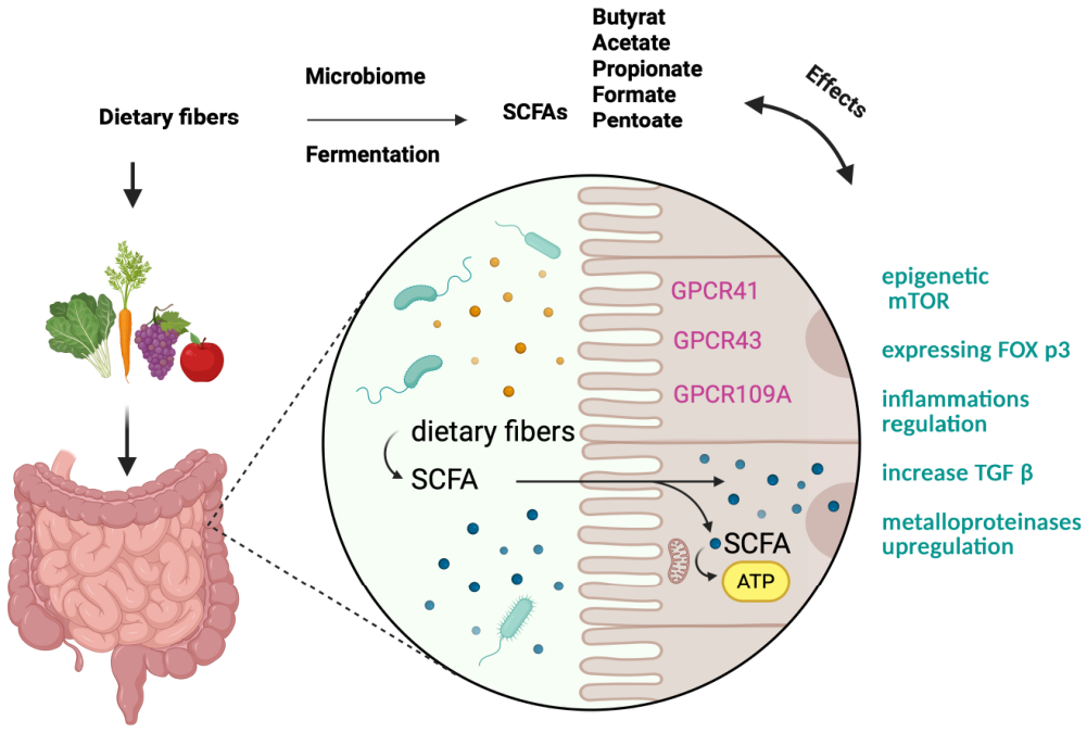 Plant-Derived Foods and Medicines as Modulators of the Gut