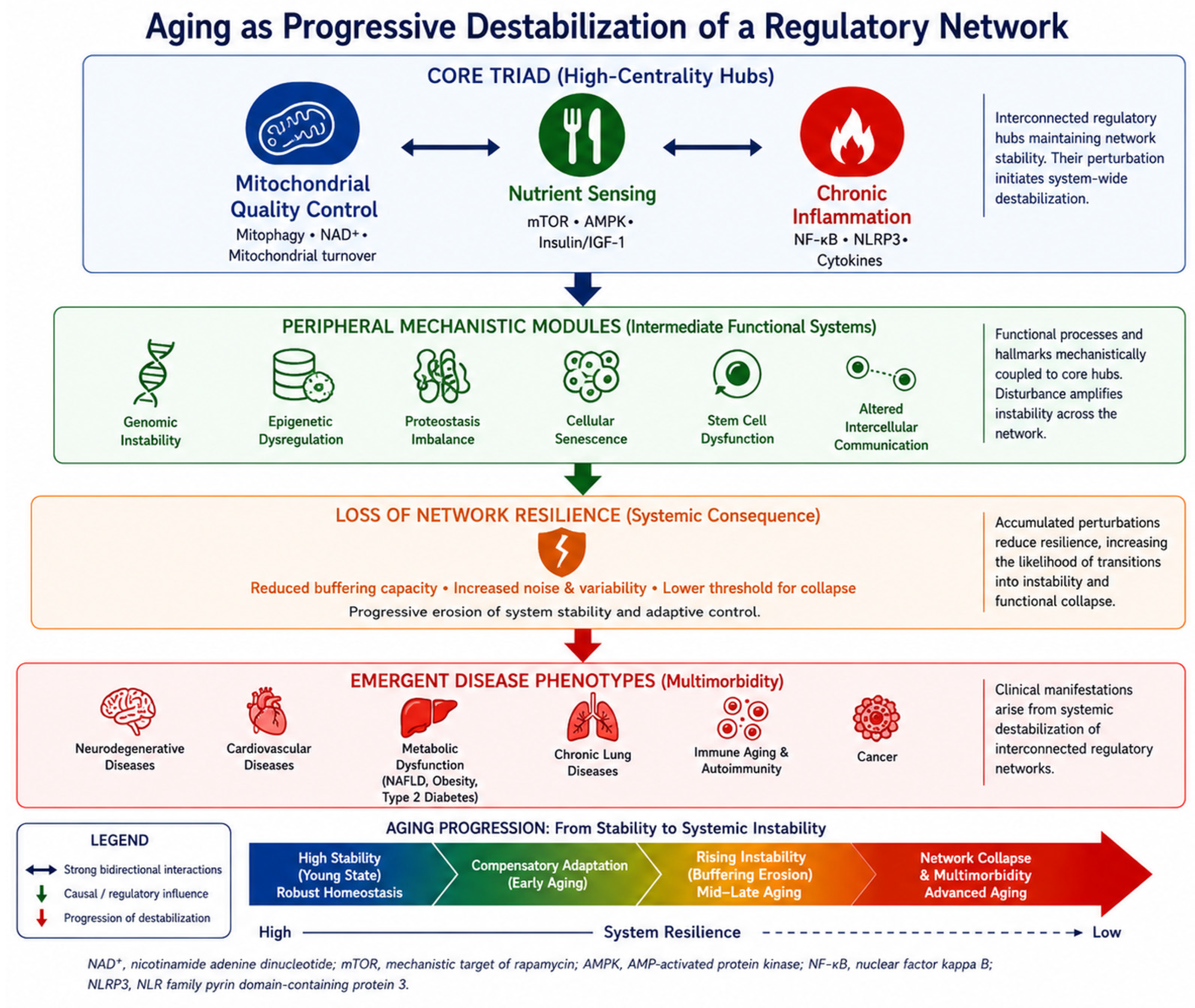 Network Destabilization in Aging: Mitochondrial Dysfunction